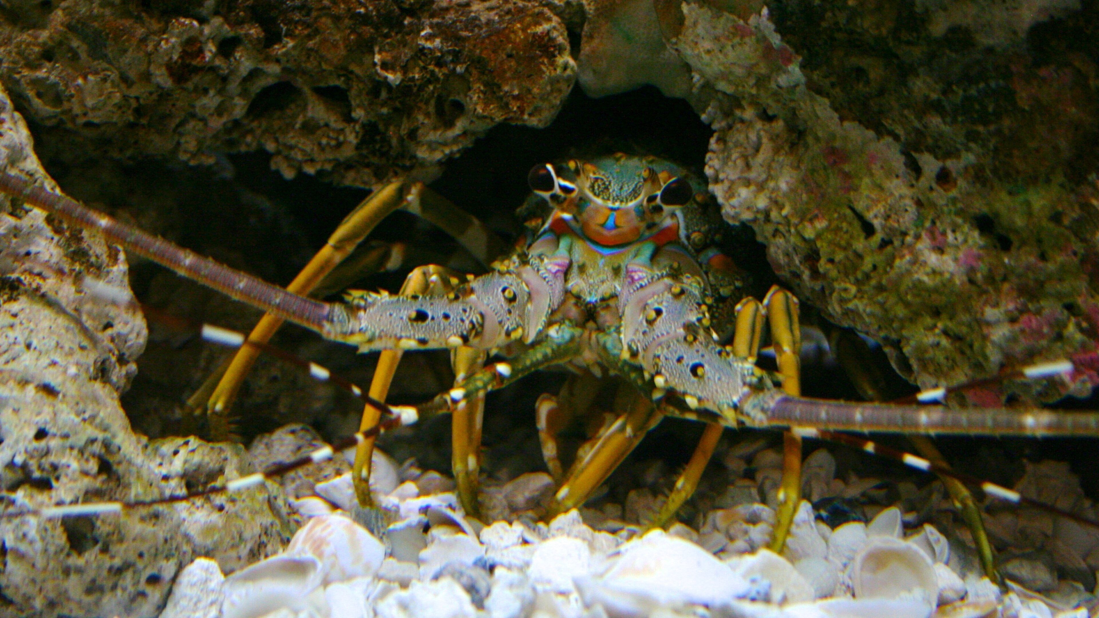 Denver Zoo som viser livet i havet og dyr fra zoologisk have