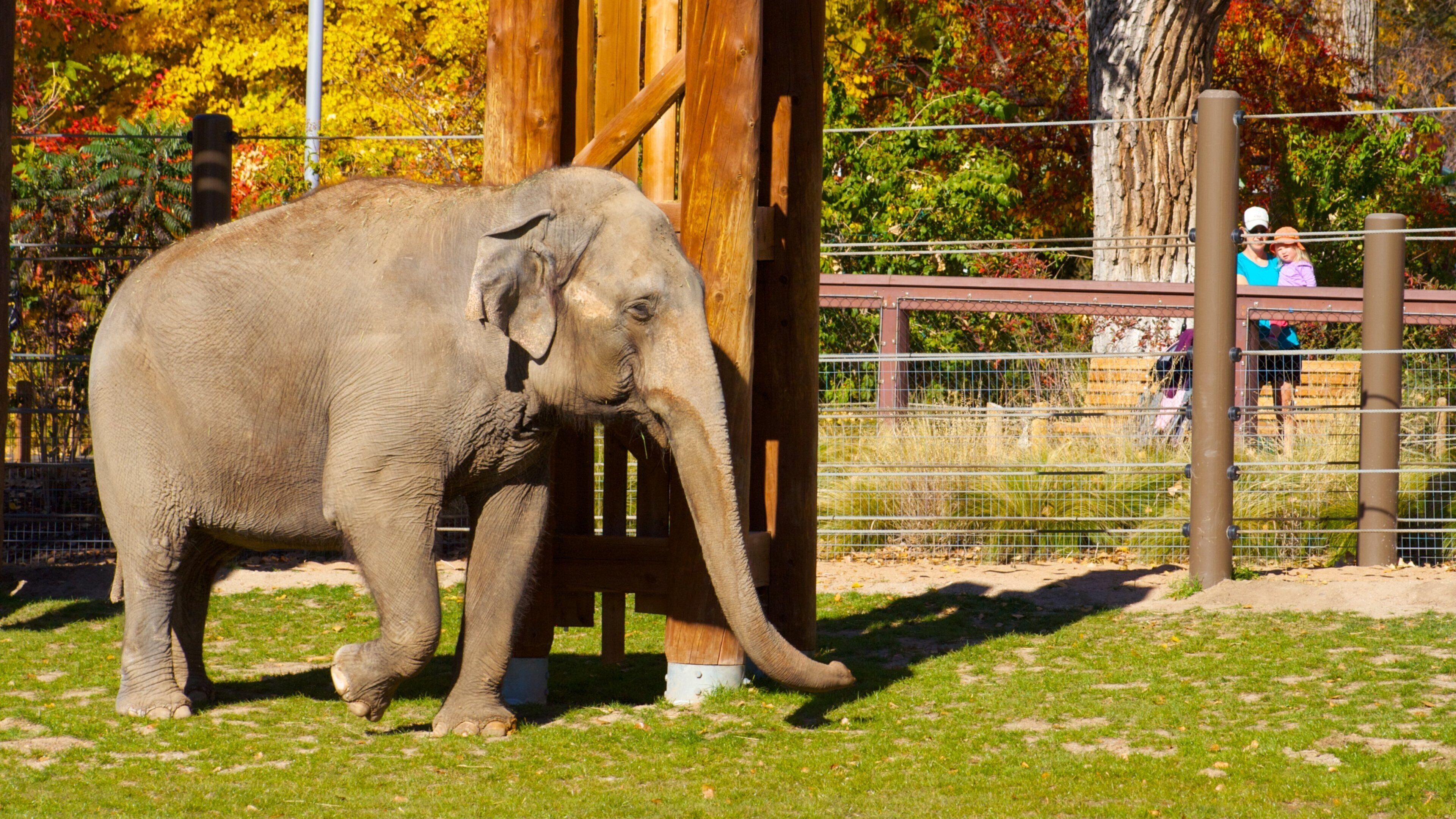 Elephant explores its enclosure at Denver Zoo in vibrant autumn surroundings