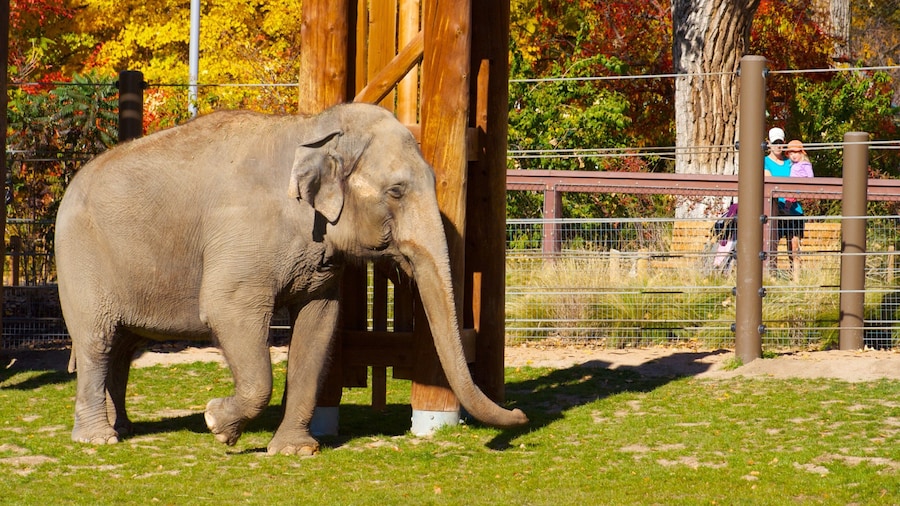 Elephant explores its enclosure at Denver Zoo in vibrant autumn surroundings