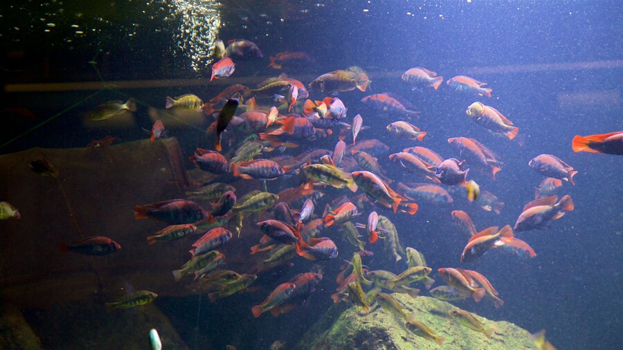 Belle Isle Aquarium which includes marine life