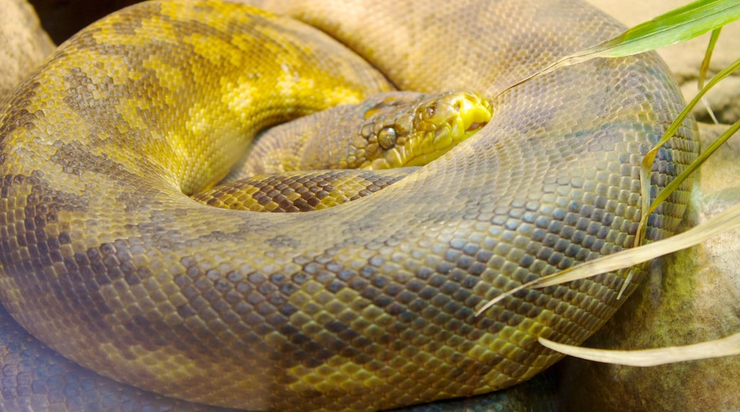 Detroit Zoo featuring dangerous animals and zoo animals