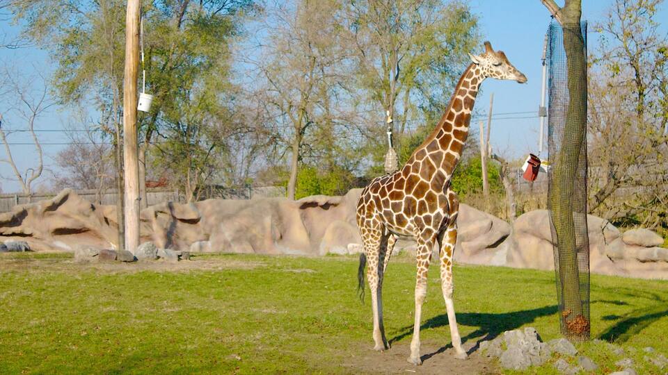 A giraffe standing in a grassy enclosure with rocks and trees in the background.