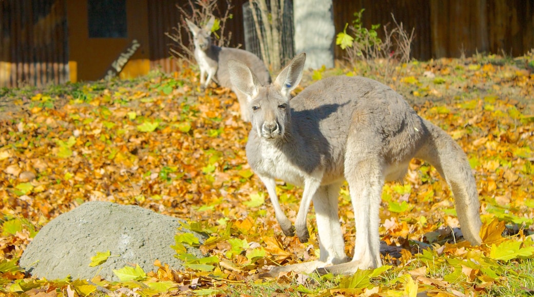 Detroit Zoo which includes autumn leaves and zoo animals