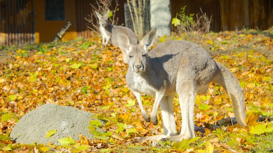 Detroit Zoo which includes autumn leaves and zoo animals