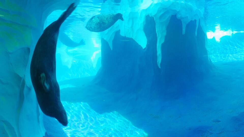 An underwater scene with a large ice formation and a seal swimming near it.