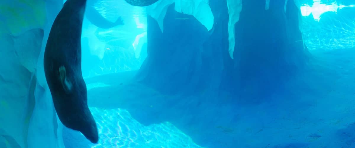 An underwater scene with a large ice formation and a seal swimming near it.