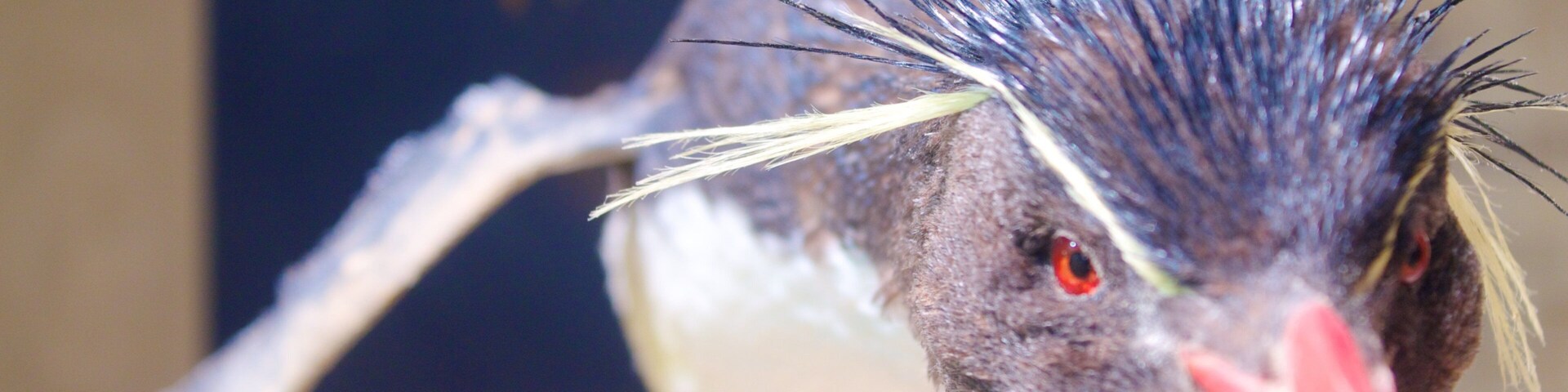 Detroit Zoo showing zoo animals and bird life