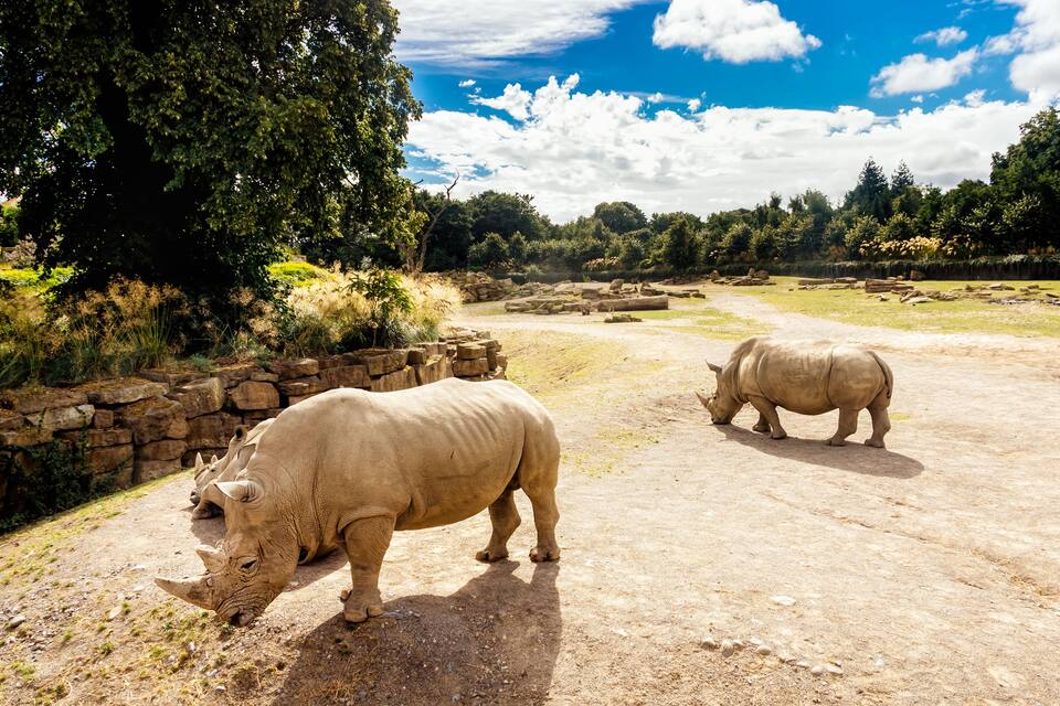 Dos rinocerons en un recinte de zoològic amb una paret de pedra i arbres al fons.