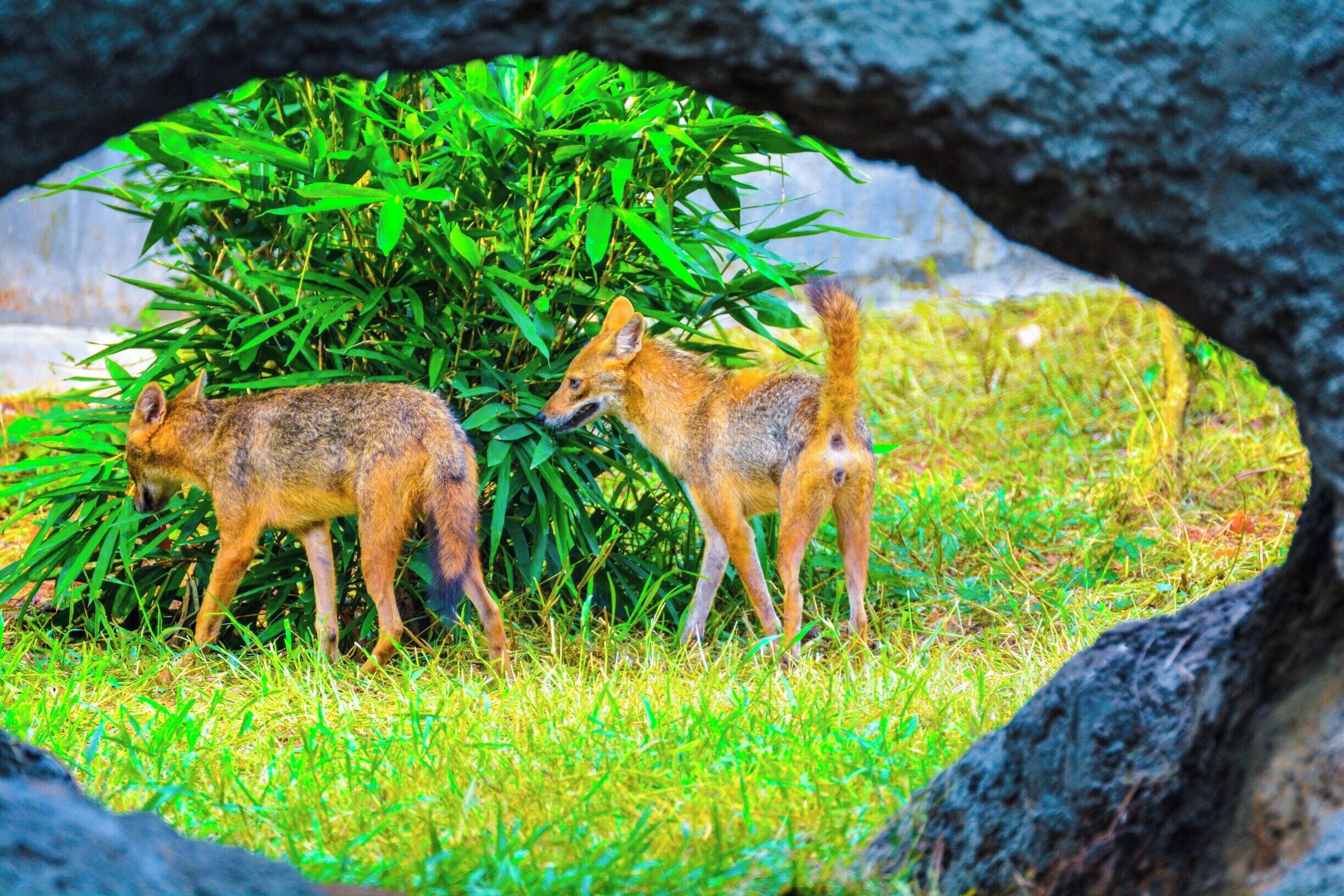 Boudhist temple 
Lamps to the death 