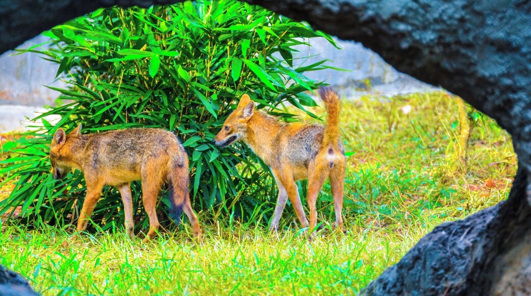 Boudhist temple
Lamps to the death