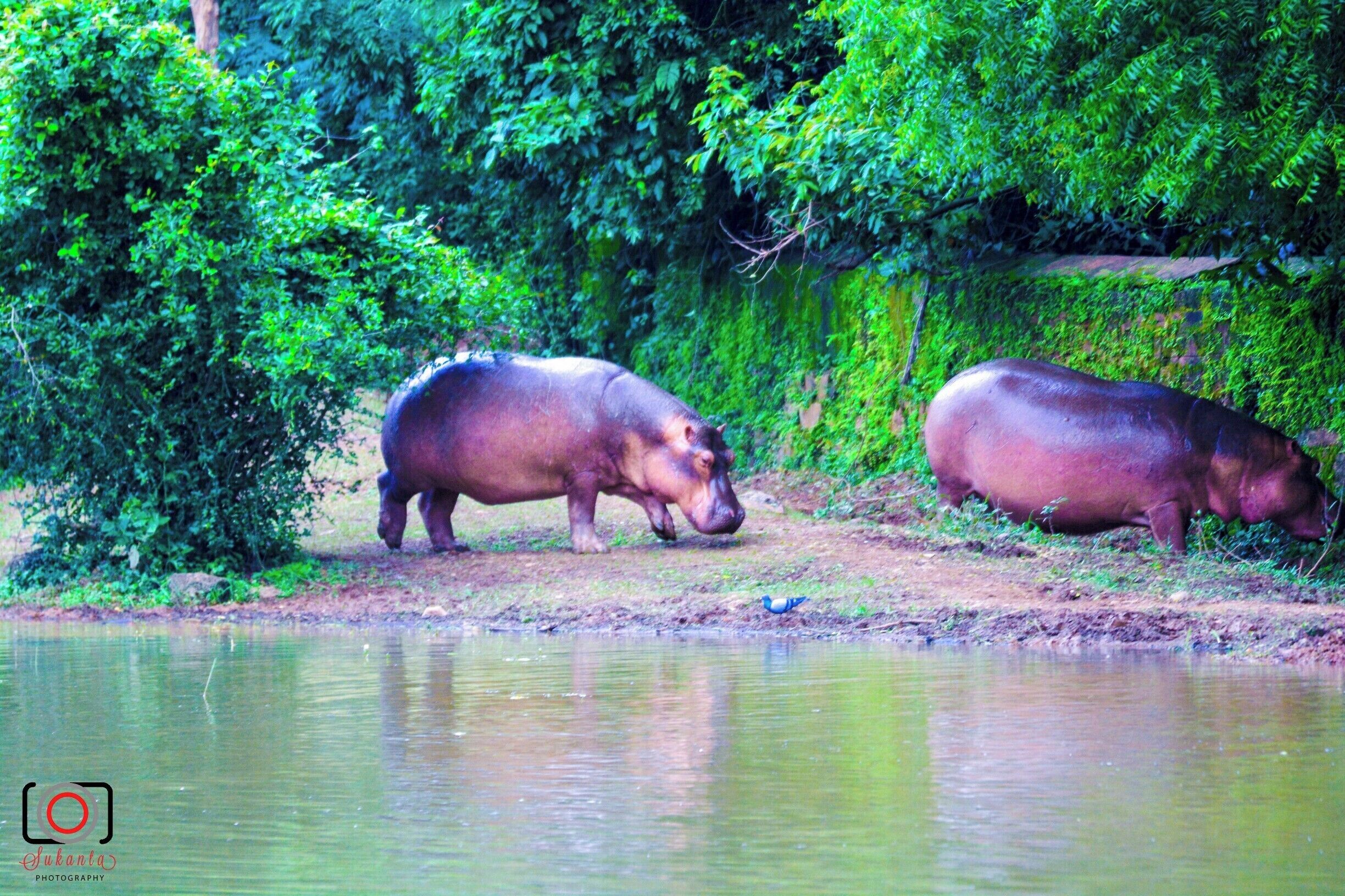Nandankanan Zoological Park is a 400-hectare (990-acre) zoo and botanical garden in Bhubaneswar, Odisha, India. Established in 1960, it was opened to the public in 1979 and became the first zoo in India to join World Association of Zoos and Aquariums (WAZA) in 2009. It also contains a botanical garden and part of it has been declared a sanctuary. Nandankanan, literally meaning The Garden of Heaven,[1] is located near the capital city, Bhubaneswar, in the environs of the Chandaka forest, and includes the 134-acre (54 ha) Kanjia lake.

A major upgrade was done in 2000 (after the damage caused by the super-cyclone of 1999 in coastal Odisha). More than 3.3 million visitors visit Nandankanan every year.