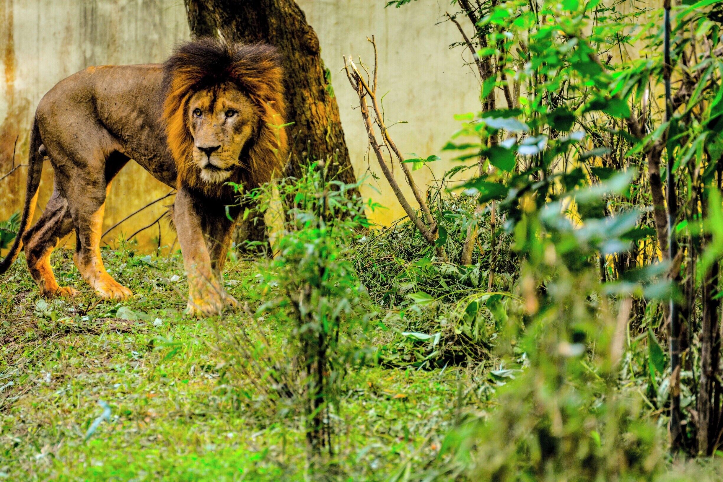 Nandankanan Zoological Park is a 400-hectare (990-acre) zoo and botanical garden in Bhubaneswar, Odisha, India. Established in 1960, it was opened to the public in 1979 and became the first zoo in India to join World Association of Zoos and Aquariums (WAZA) in 2009. It also contains a botanical garden and part of it has been declared a sanctuary. Nandankanan, literally meaning The Garden of Heaven,[1] is located near the capital city, Bhubaneswar, in the environs of the Chandaka forest, and includes the 134-acre (54 ha) Kanjia lake.

A major upgrade was done in 2000 (after the damage caused by the super-cyclone of 1999 in coastal Odisha). More than 3.3 million visitors visit Nandankanan every year.