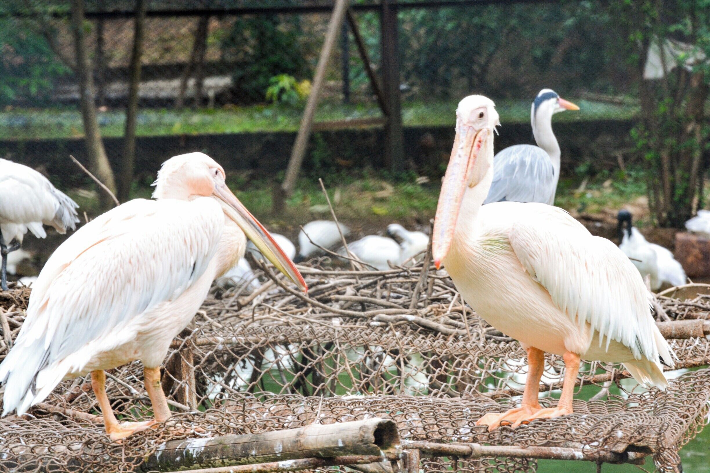Nandankanan Zoological Park is a 400-hectare (990-acre) zoo and botanical garden in Bhubaneswar, Odisha, India. Established in 1960, it was opened to the public in 1979 and became the first zoo in India to join World Association of Zoos and Aquariums (WAZA) in 2009. It also contains a botanical garden and part of it has been declared a sanctuary. Nandankanan, literally meaning The Garden of Heaven,[1] is located near the capital city, Bhubaneswar, in the environs of the Chandaka forest, and includes the 134-acre (54 ha) Kanjia lake.

A major upgrade was done in 2000 (after the damage caused by the super-cyclone of 1999 in coastal Odisha). More than 3.3 million visitors visit Nandankanan every year.