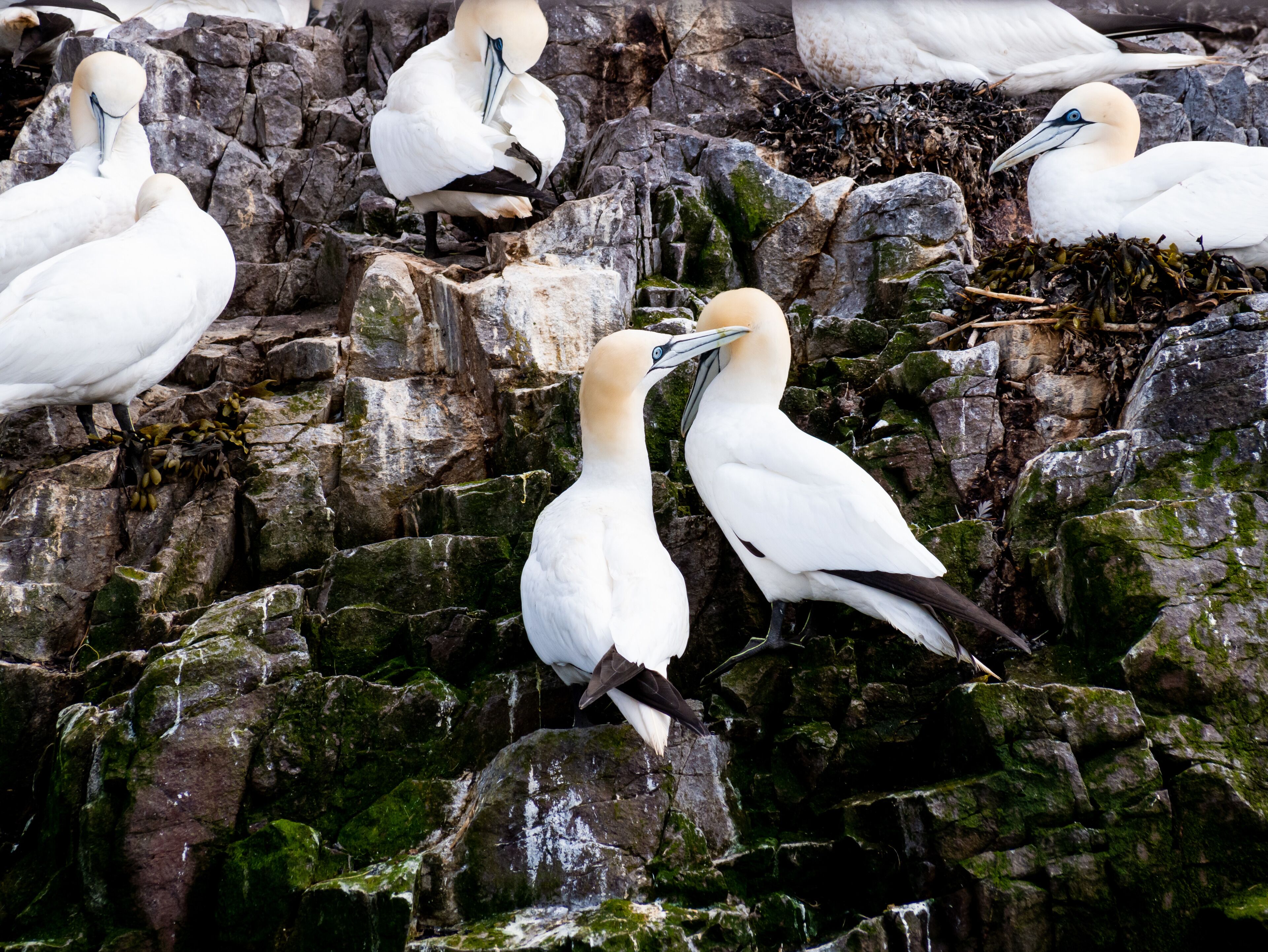 Bass rock gannets.

#nature