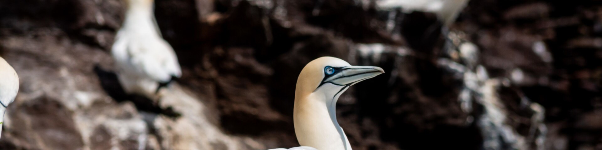 Gannet on its nest.
#nature