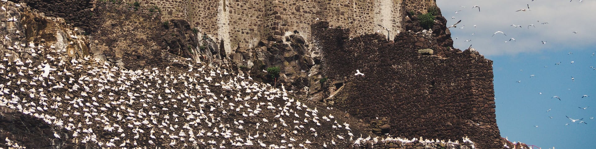 Thousands of Gannets nesting here in June.