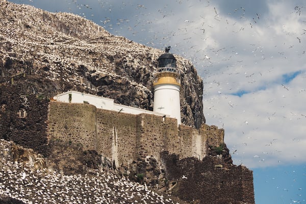 Thousands of Gannets nesting here in June.