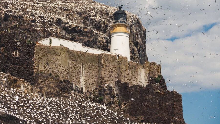 Thousands of Gannets nesting here in June.