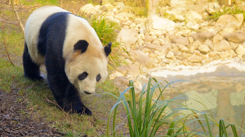 Edinburgh Zoo featuring land animals and zoo animals