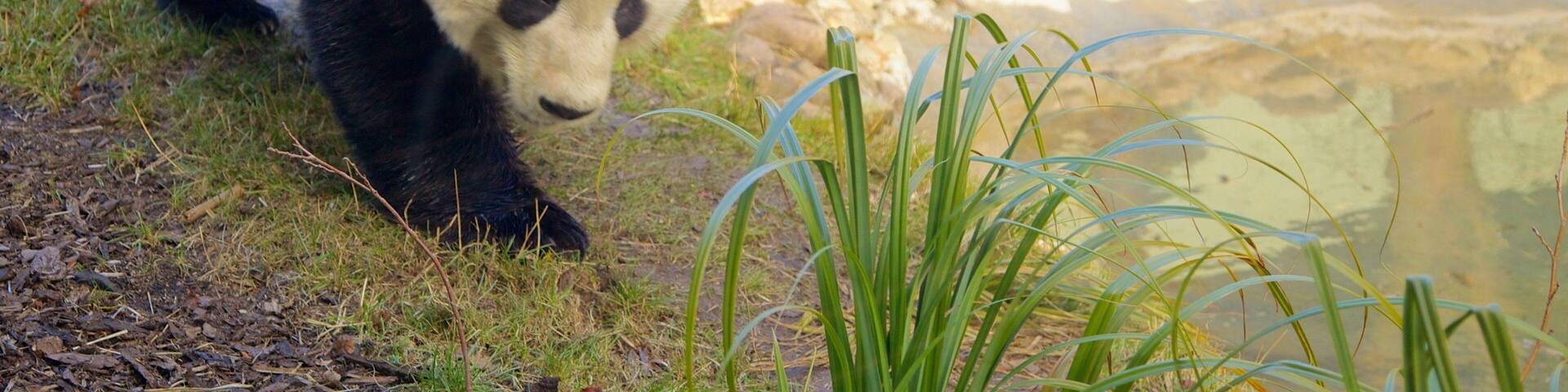 A panda walking on grass near a pond with rocks and plants.