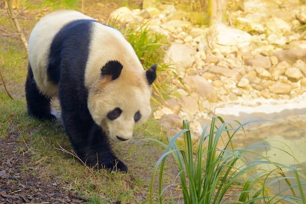Un panda marchant sur l’herbe, près d’un étang bordé de rochers et de plantes.