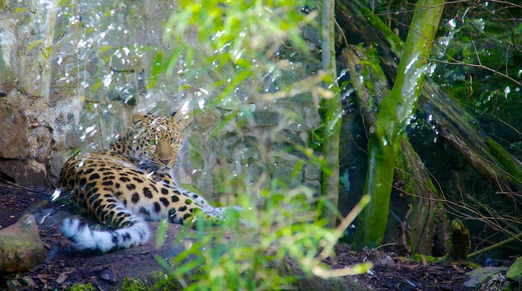 Edinburgh Zoo featuring safari adventures, zoo animals and dangerous animals