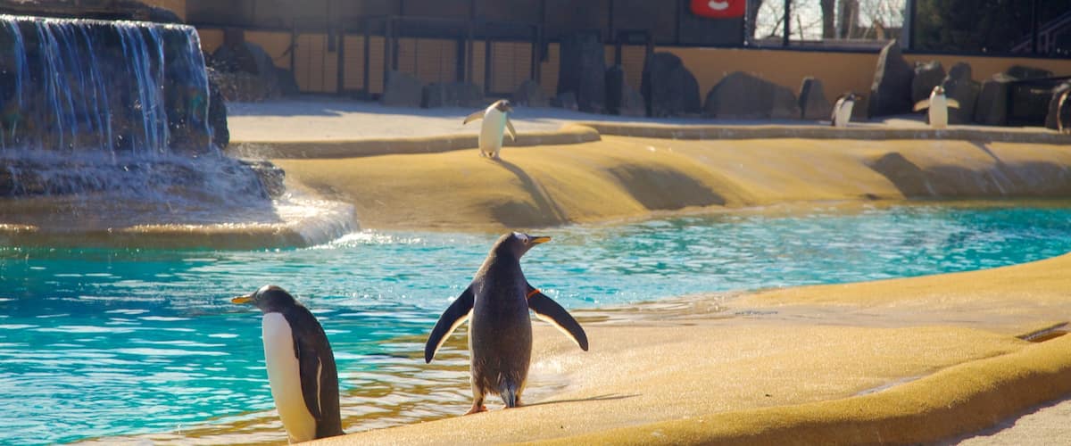 Edinburgh Zoo qui includes vie marine et animaux de zoo