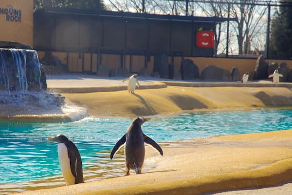 Edinburgh Zoo featuring zoo animals and marine life