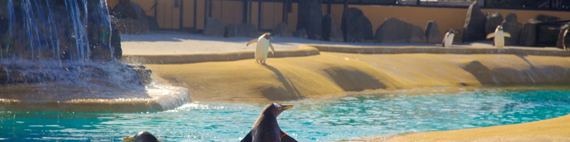 Edinburgh Zoo which includes marine life and zoo animals