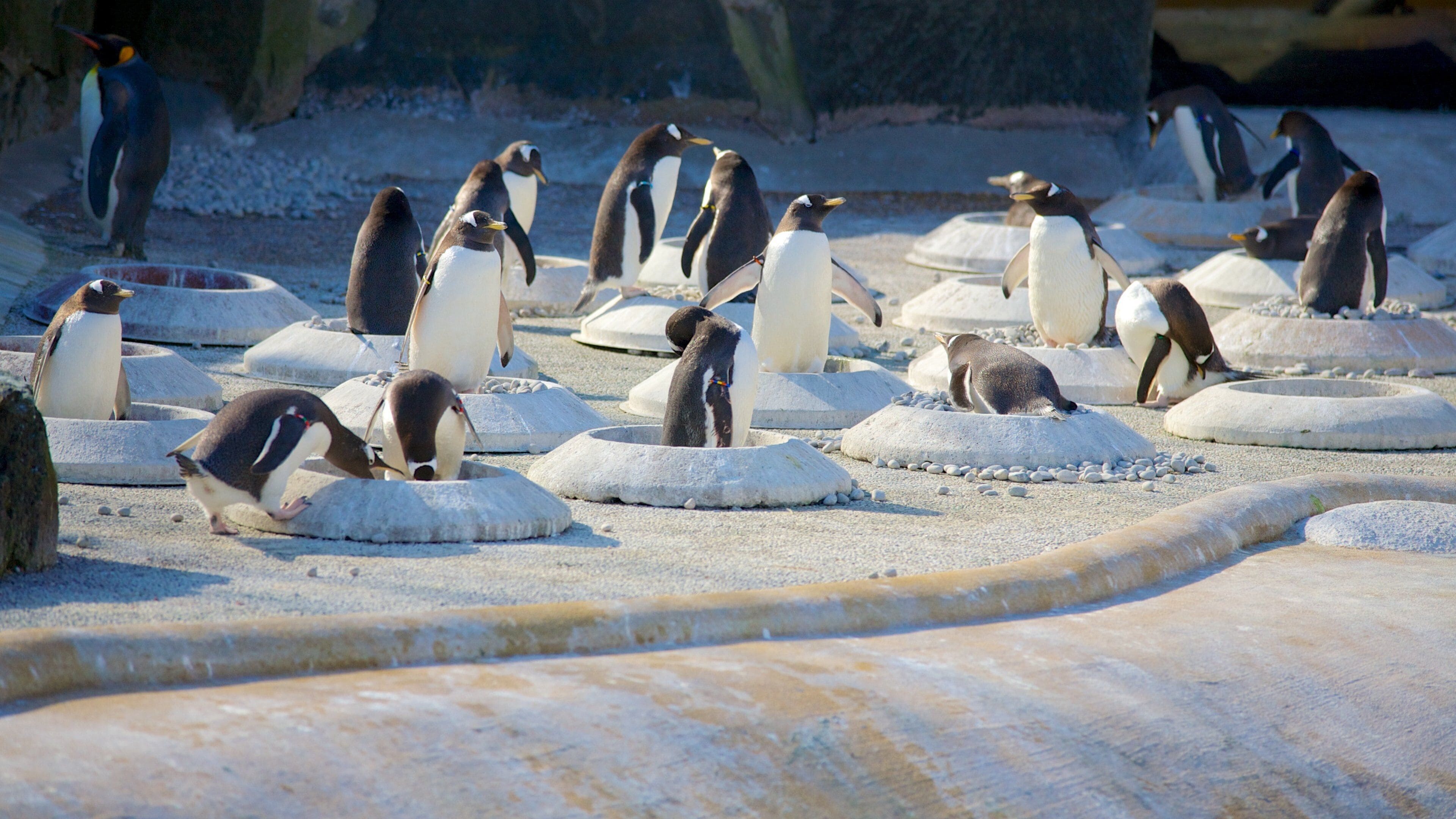 Zoológico de Edimburgo que incluye animales del zoo y aves
