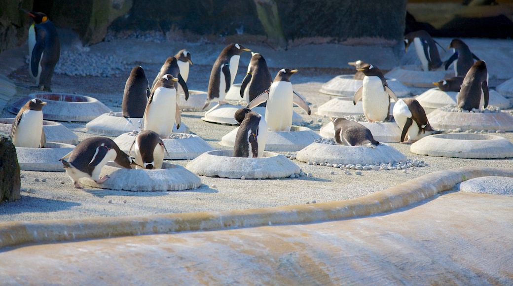 Zoológico de Edimburgo que incluye animales del zoo y aves