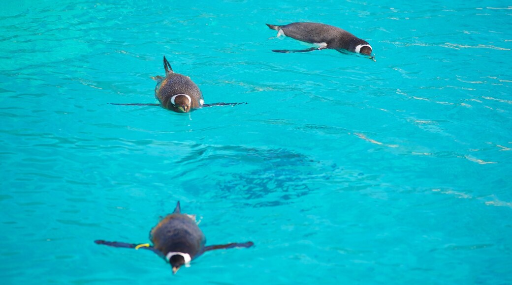 Edinburgh Zoo which includes marine life and zoo animals