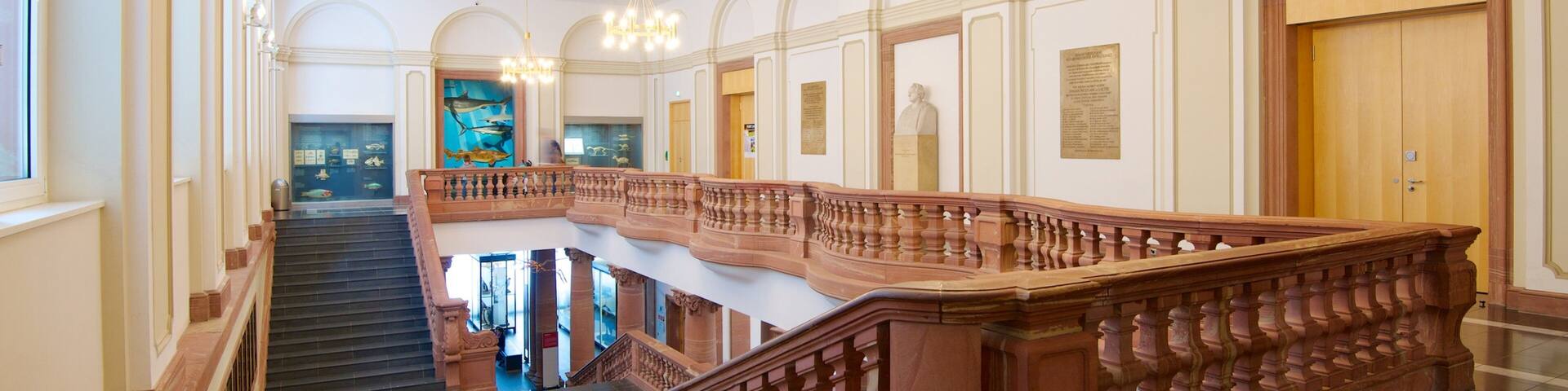Naturmuseum Senckenberg das einen Innenansichten