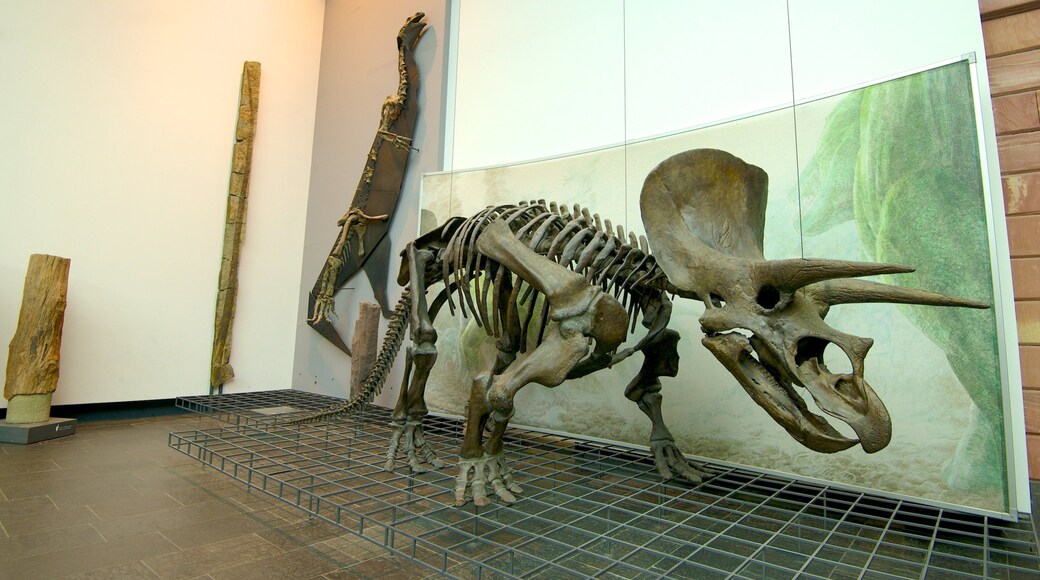 Naturmuseum Senckenberg welches beinhaltet Innenansichten