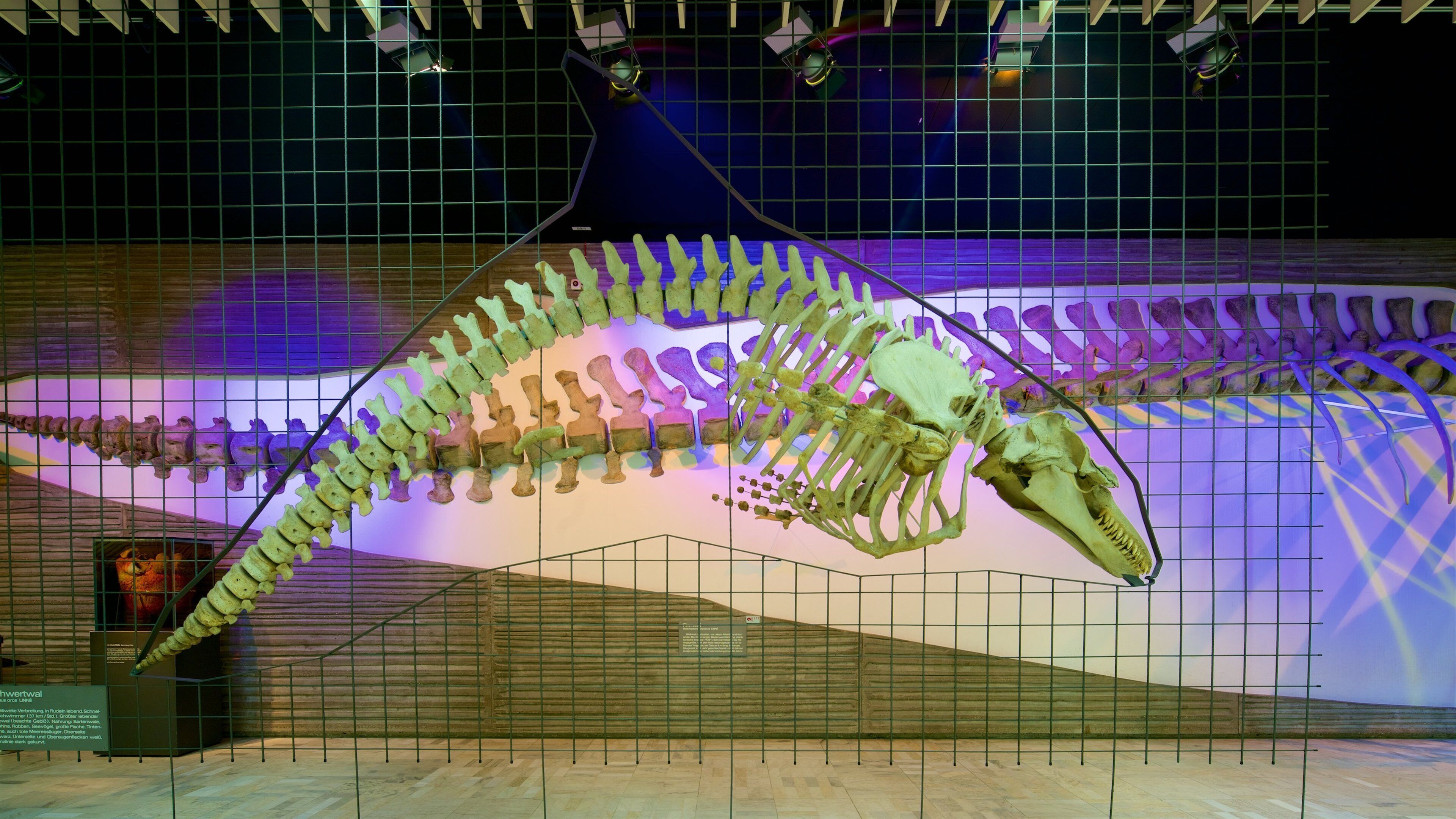 Museu de História Natural Senckenberg mostrando elementos de patrimônio e vistas internas