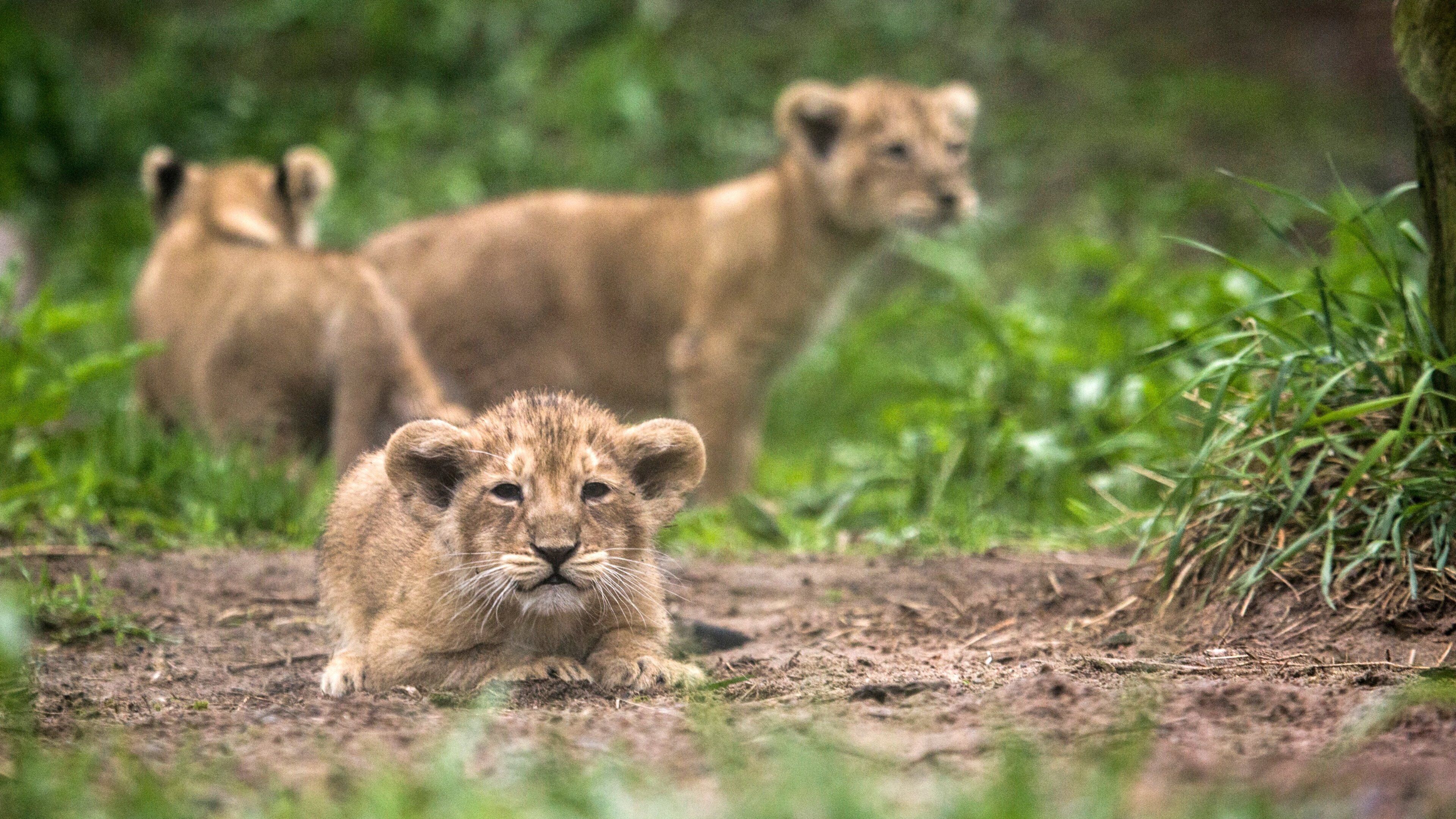 Zoo de Helsinki que incluye animales domésticos