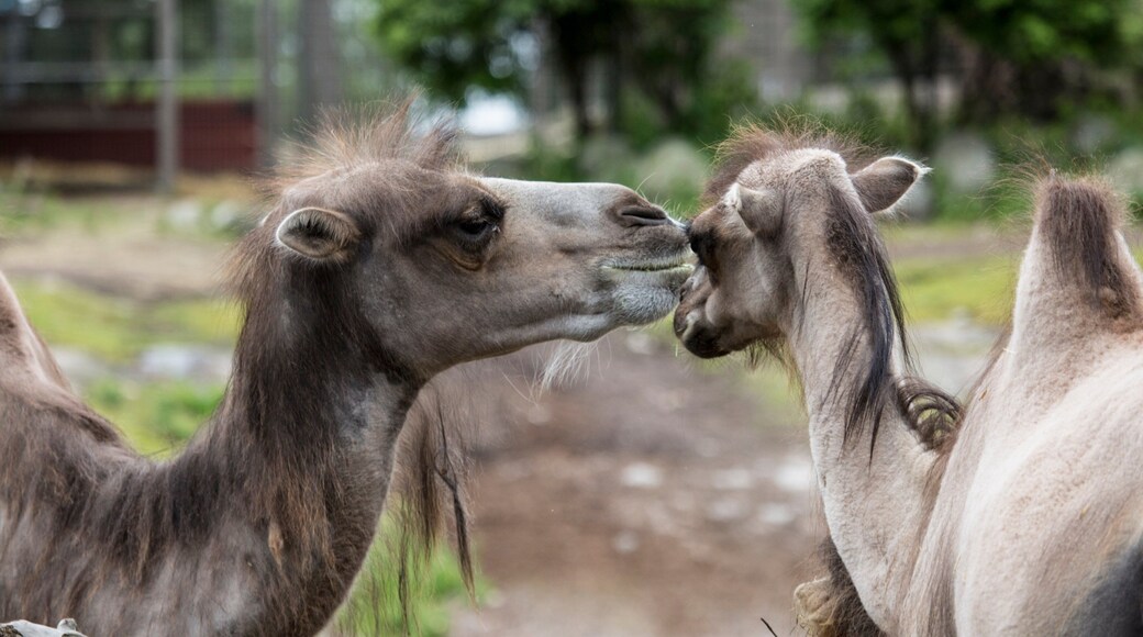 Helsinki zoologiske hage fasiliteter samt dyrehagedyr, dyr og landdyr