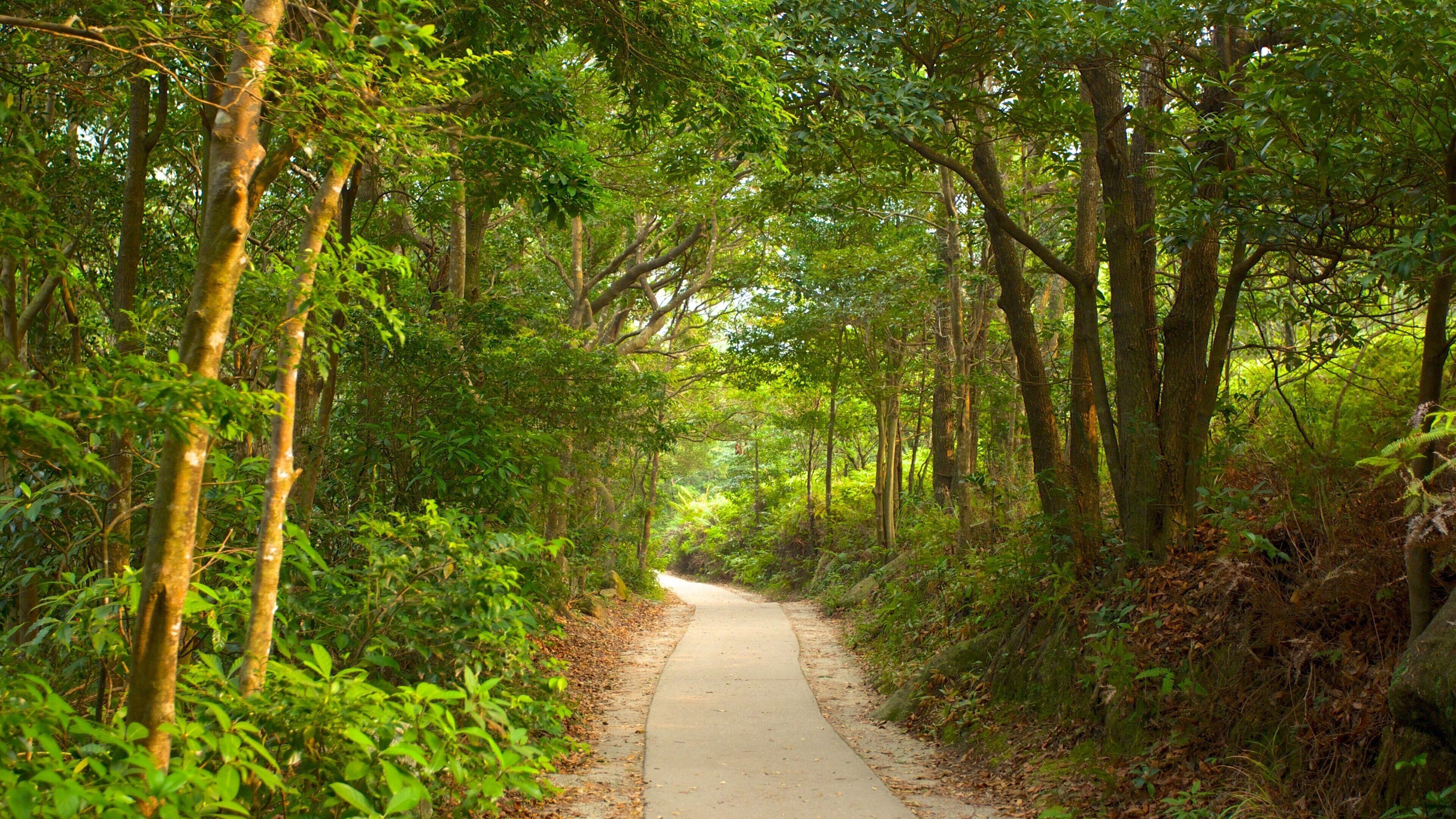 Po Lin Monastery which includes forests
