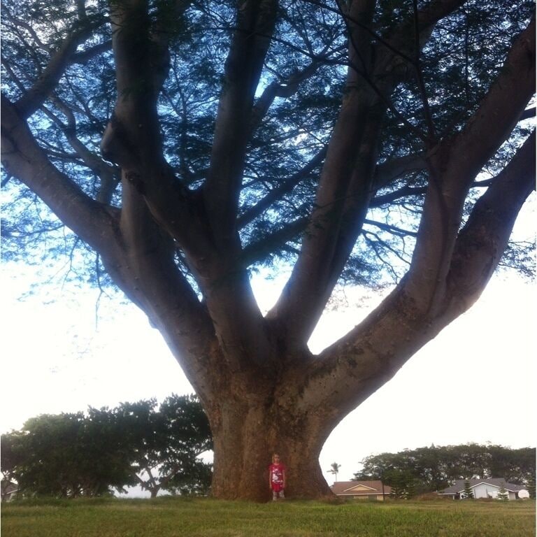 The picture just doesn't give the tree justice, this thing is huge