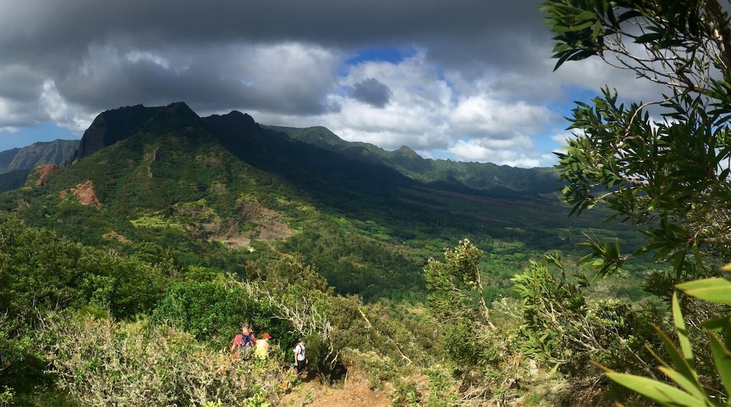 Access the Pu'u Hapapa trail from KoleKole Pass. Trailhead up to Pu'u Hapapa is not marked, but it's easy to spot on the left side of the field clearing just before the KoleKole lookout. The short but steep climb up is worth it.