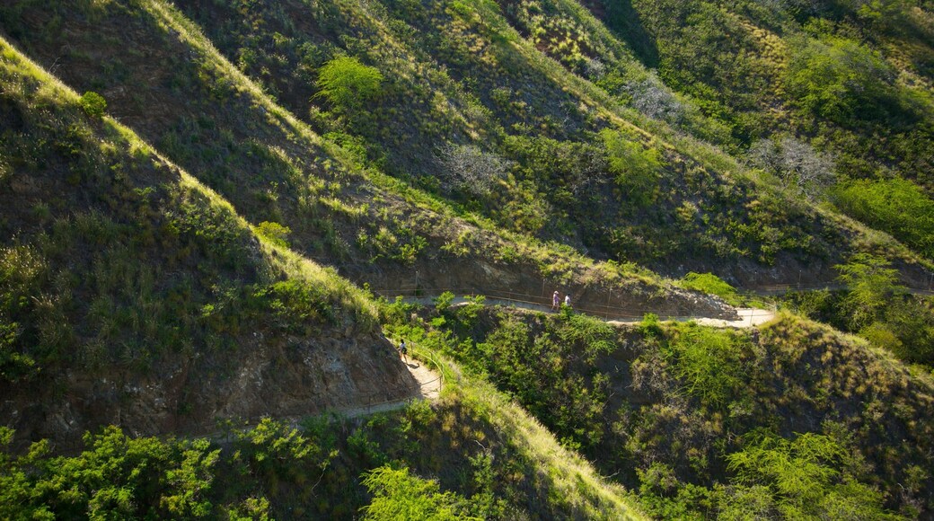 Diamond Head featuring forest scenes and landscape views