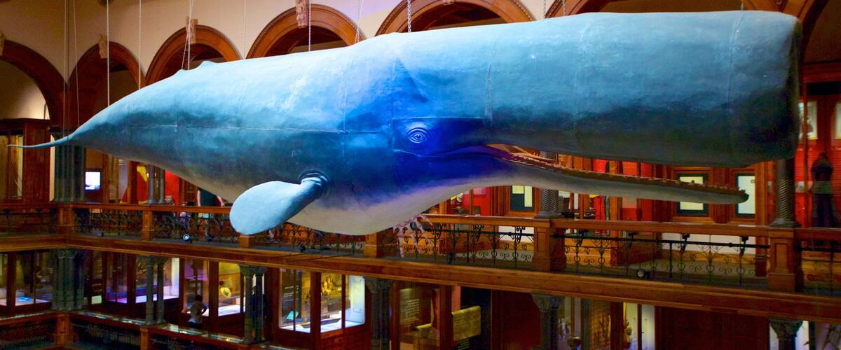 A large whale sculpture suspended in a building with arched windows and ornate railings.