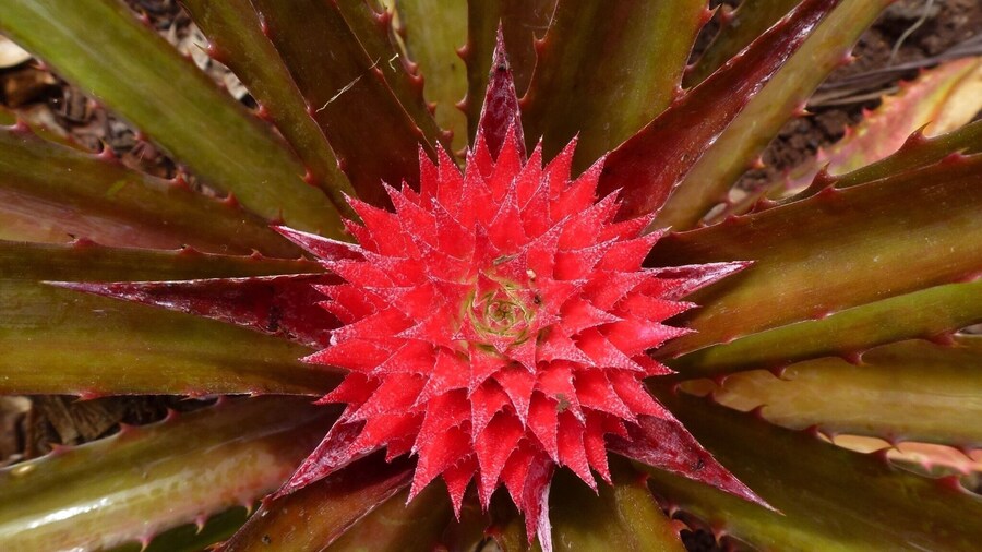 This was taken at the dole plantation in Hawaii.