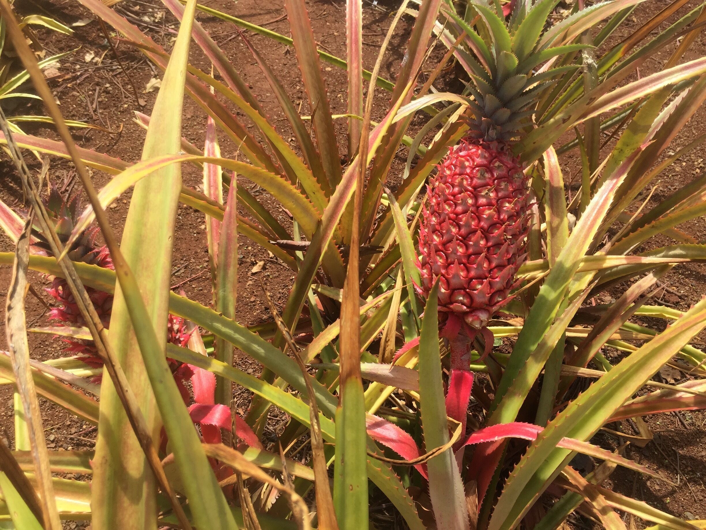 Dole Plantation makes a great stop on your drive around the island of Oahu. Located right on Kamehameha Highway, less than 10minutes from Wahiawa, 15 mins from Mililani. Do the maze if you have time. Pass on the Pineapple Express Train Tour unless you have kids. Kids will enjoy running around the maze more. The Dole Whip (ice cream) should not be missed, however pretty pricey. Portions are large, so I would suggest sharing unless you are starved. For family of 4, maze/train/dole whip about $100. You need at least 2 hours unless you just get ice cream. Have lunch in Haleiwa. 
