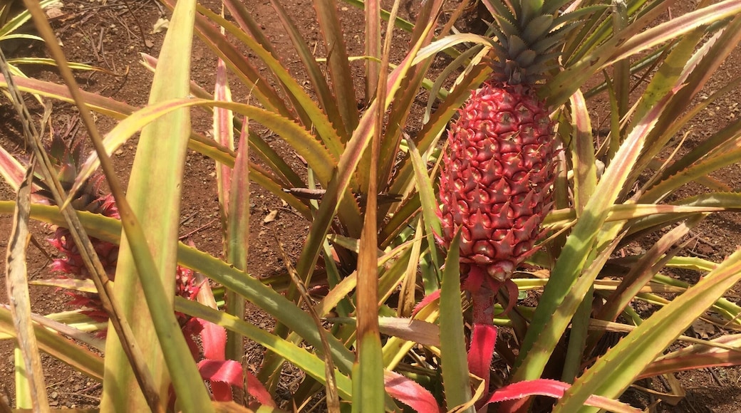 Dole Plantation makes a great stop on your drive around the island of Oahu. Located right on Kamehameha Highway, less than 10minutes from Wahiawa, 15 mins from Mililani. Do the maze if you have time. Pass on the Pineapple Express Train Tour unless you have kids. Kids will enjoy running around the maze more. The Dole Whip (ice cream) should not be missed, however pretty pricey. Portions are large, so I would suggest sharing unless you are starved. For family of 4, maze/train/dole whip about $100. You need at least 2 hours unless you just get ice cream. Have lunch in Haleiwa.