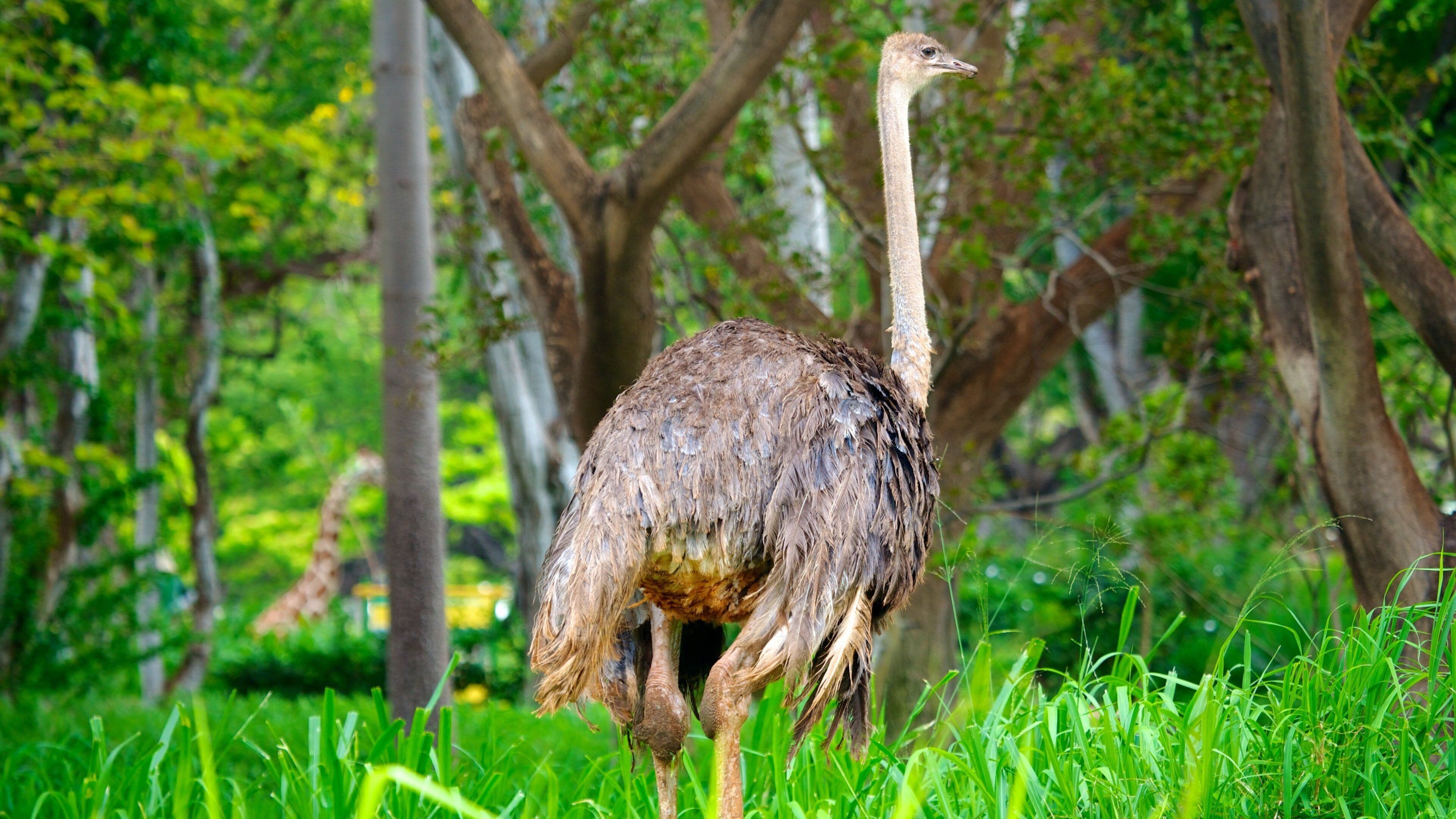 Honolulu Zoo which includes zoo animals and bird life