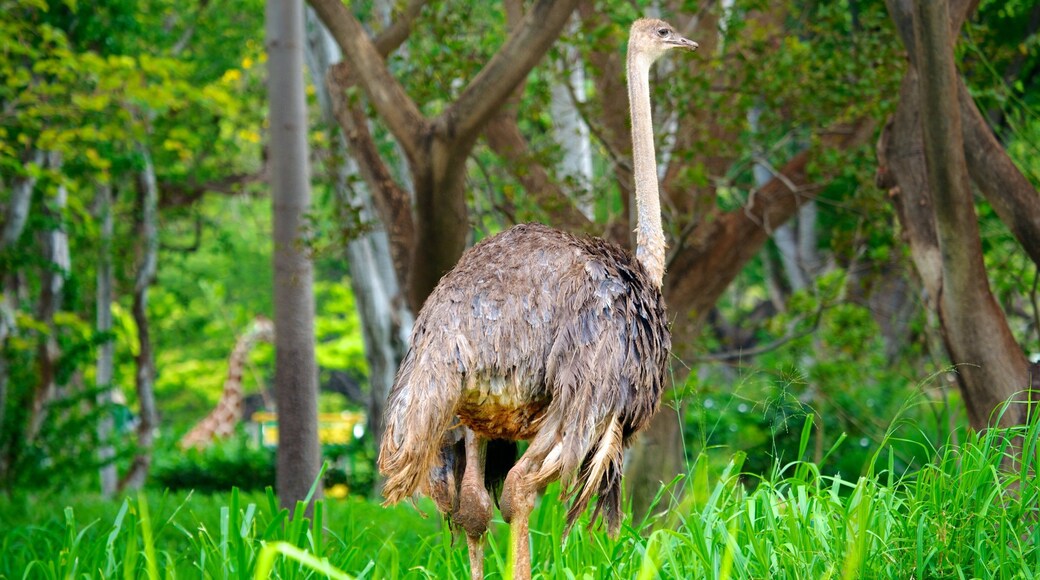 Honolulu Zoo which includes zoo animals and bird life