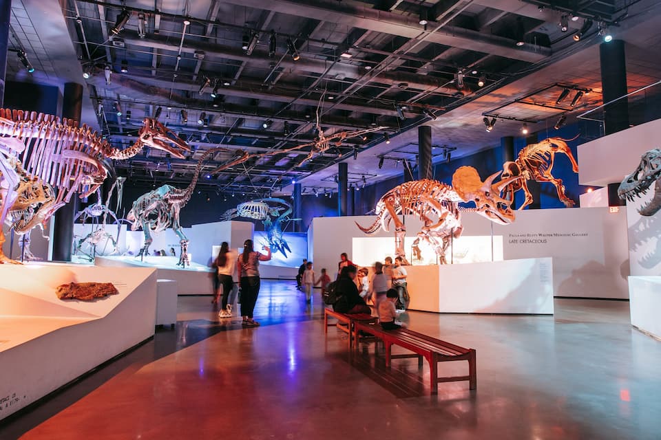 A museum with dinosaur skeletons on display.