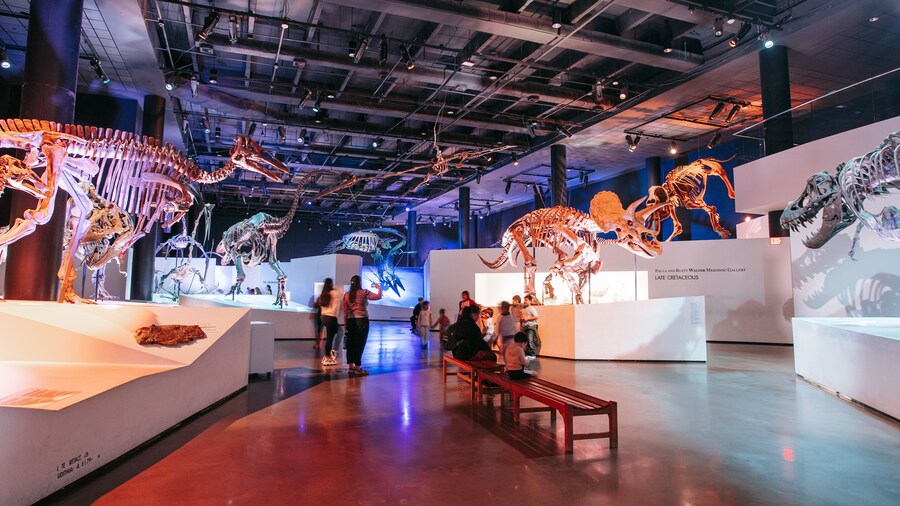 Dinosaur exhibit at the Houston Museum of Natural Science featuring life-sized fossils in the Morian Hall of Paleontology.