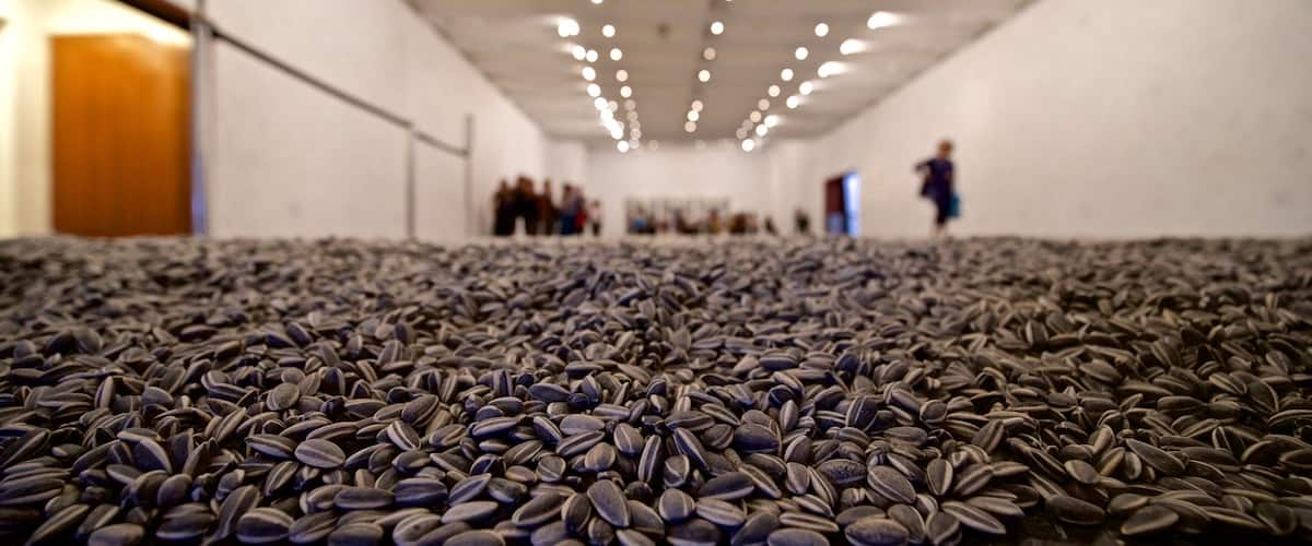 A large indoor space filled with sunflower seeds, with people in the background.
